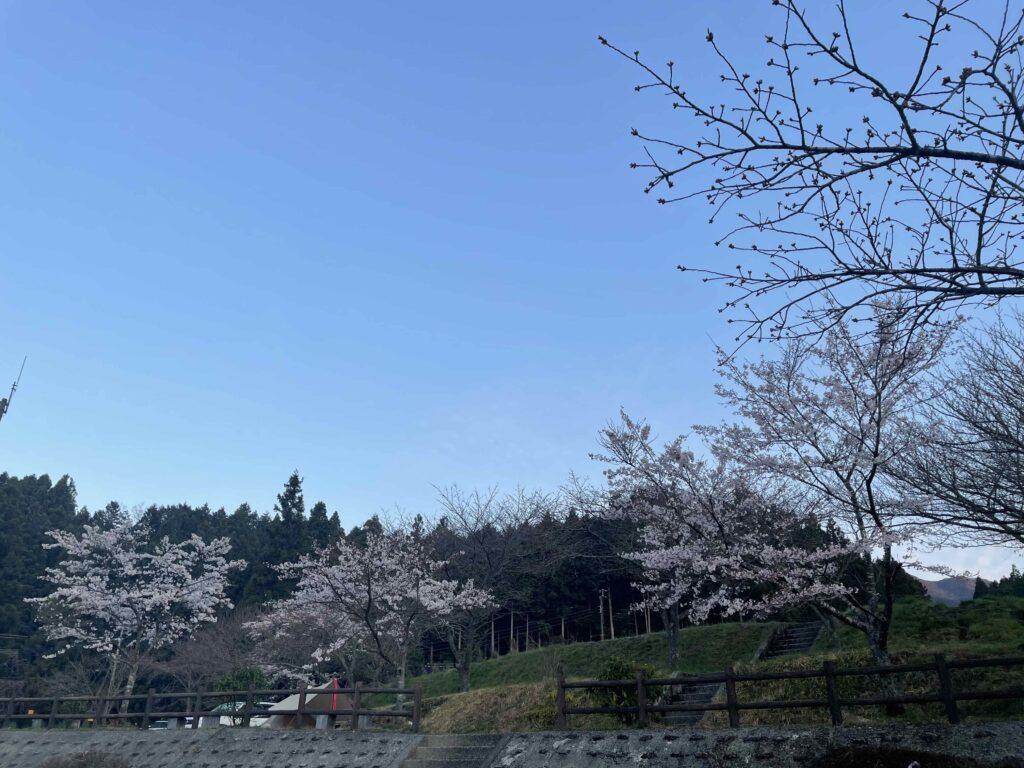 吉野山キャンプ場桜