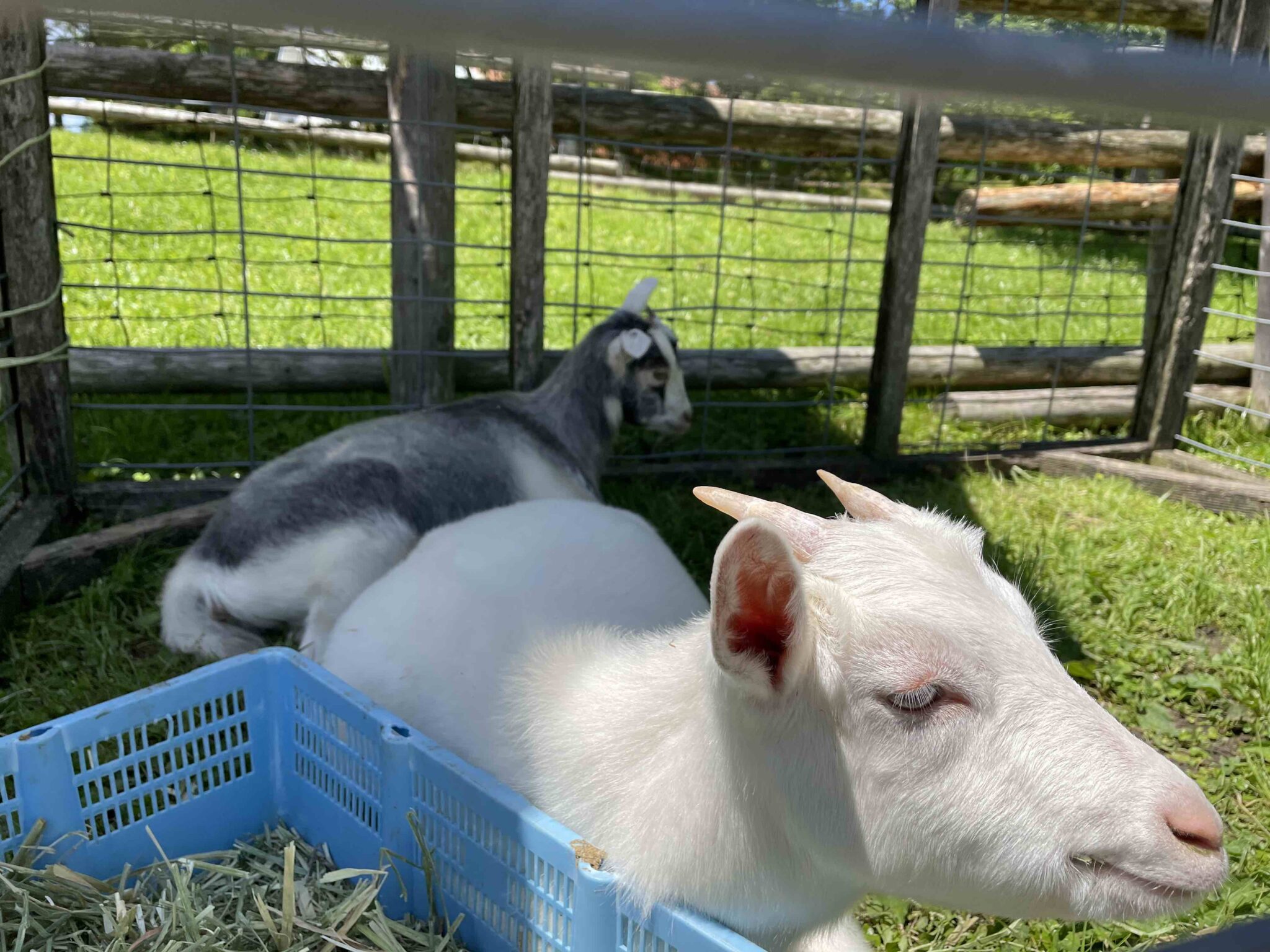 【三瀬ルベール牧場 どんぐり村】平日入場料金が安く！動物とのふれあいや水遊びが楽しい！ 続・週末アウトドアファミリー